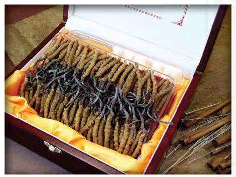 荣县冬虫夏草回收